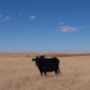 Meet your Posher, Shelley